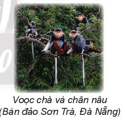 Toán lớp 3 Bảng chia 9 trang 68 | Chân trời sáng tạo (ảnh 10)