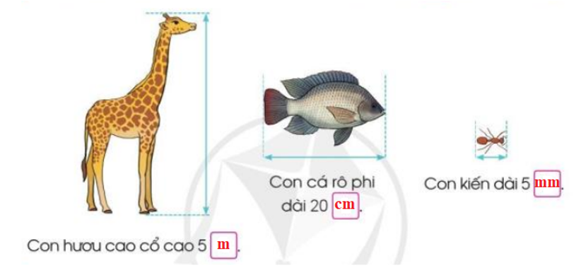 Chọn đơn vị đo độ dài (mm, cm, m) để đặt vào ô trống cho thích hợp (ảnh 2)