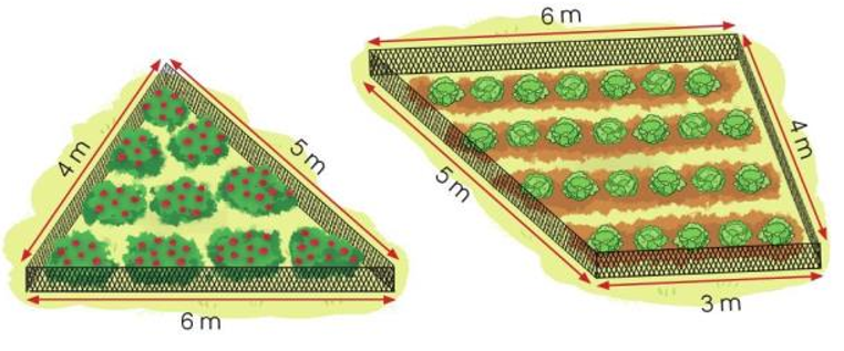 Bác Sáu dùng lưới để rào hai mảnh vườn trồng hoa và trồng rau như hình dưới đây. Theo em, bác Sáu cần dùng bao nhiêu (ảnh 1)