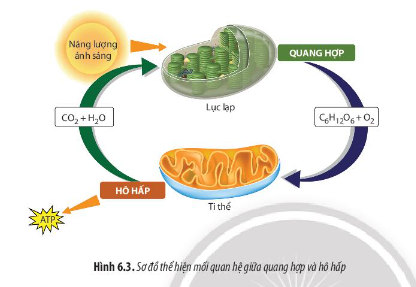 Giải Sinh học 11 Bài 6 (Chân trời sáng tạo): Hô hấp ở thực vật (ảnh 1)