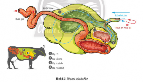 Giải Sinh học 11 Bài 8 (Chân trời sáng tạo): Dinh dưỡng và tiêu hóa ở động vật (ảnh 1)