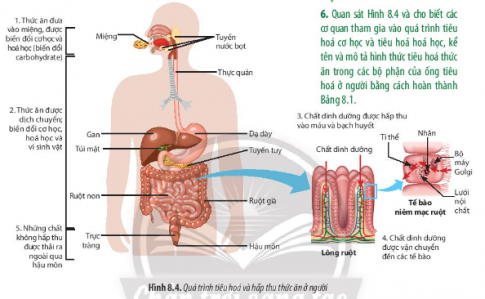 Giải Sinh học 11 Bài 8 (Chân trời sáng tạo): Dinh dưỡng và tiêu hóa ở động vật (ảnh 1)