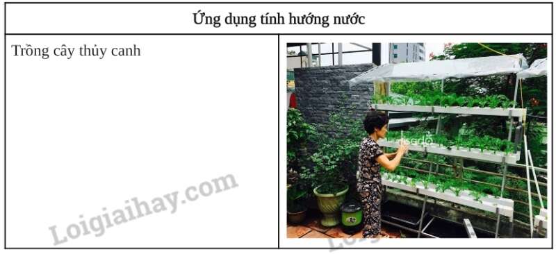 Khoa học tự nhiên 7 Bài 32: Cảm ứng ở sinh vật | KHTN 7 Chân trời sáng tạo (ảnh 9)