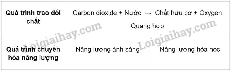 Khoa học tự nhiên 7 Bài 18: Quang hợp ở thực vật | KHTN 7 Cánh diều (ảnh 10)