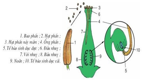 Lý thuyết Khoa học tự nhiên 7 Bài 33: Sinh sản hữu tính ở sinh vật - Cánh diều (ảnh 1)