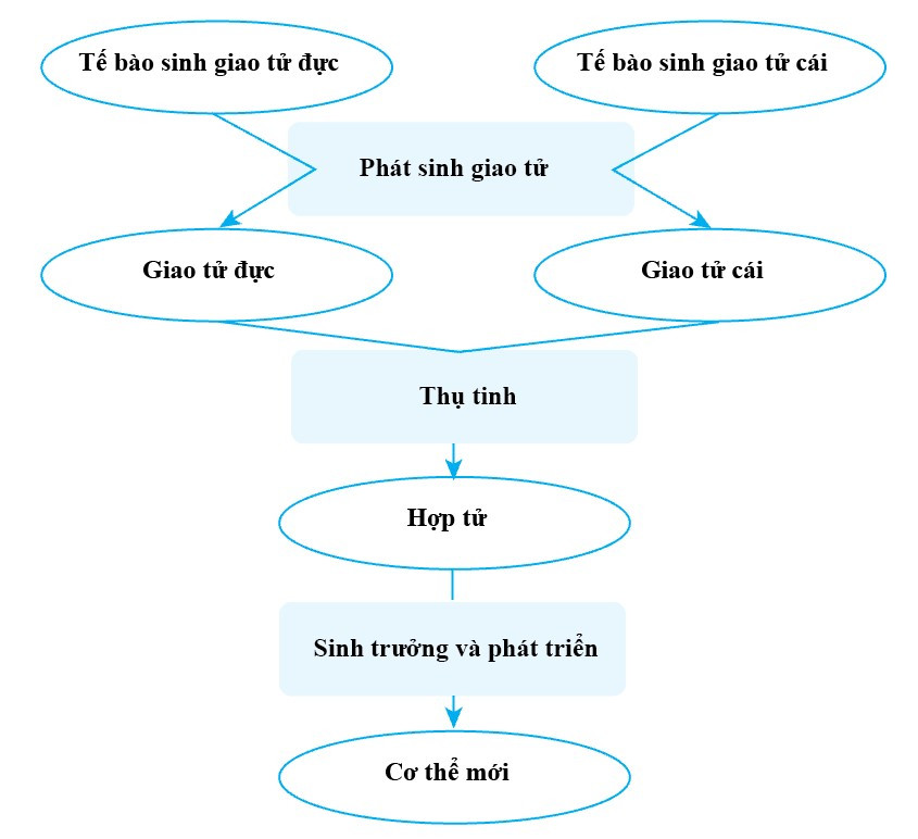 Lý thuyết Khoa học tự nhiên 7 Bài 33: Sinh sản hữu tính ở sinh vật - Cánh diều (ảnh 1)