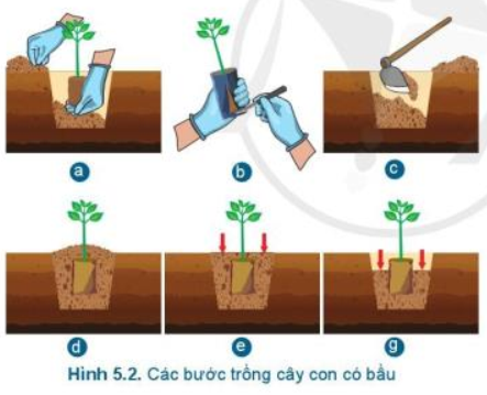 Lý thuyết Công Nghệ 7 Bài 5: Trồng cây rừng | Cánh diều (ảnh 1)