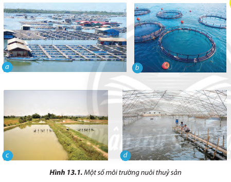 Lý thuyết Công Nghệ 7 Bài 13: Quy trình kĩ thuật nuôi thuỷ sản - Chân trời sáng tạo (ảnh 1)