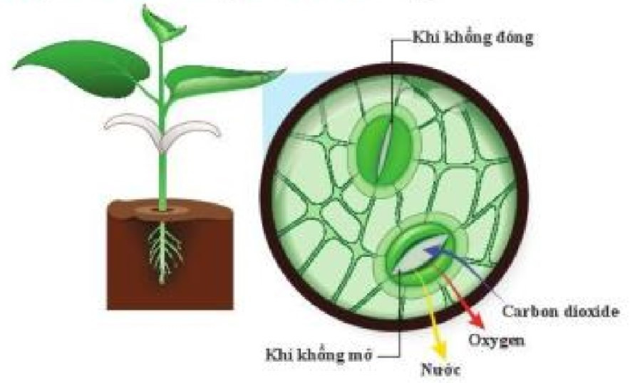 Lý thuyết Khoa học tự nhiên 7 Bài 23: Trao đổi khí ở sinh vật - Cánh diều (ảnh 1)