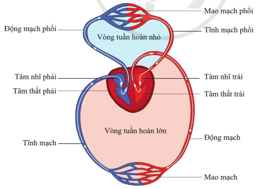 Lý thuyết Khoa học tự nhiên 7 Bài 26: Trao đổi nước và các chất dinh dưỡng ở động vật - Cánh diều (ảnh 1)