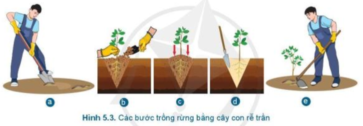 Lý thuyết Công Nghệ 7 Bài 5: Trồng cây rừng | Cánh diều (ảnh 1)