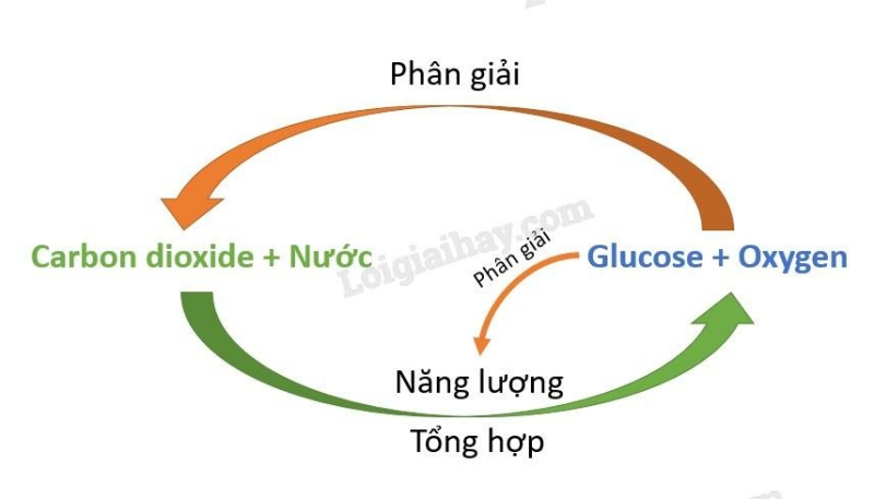 Khoa học tự nhiên 7 Bài 21: Hô hấp tế bào | KHTN 7 Cánh diều (ảnh 3)