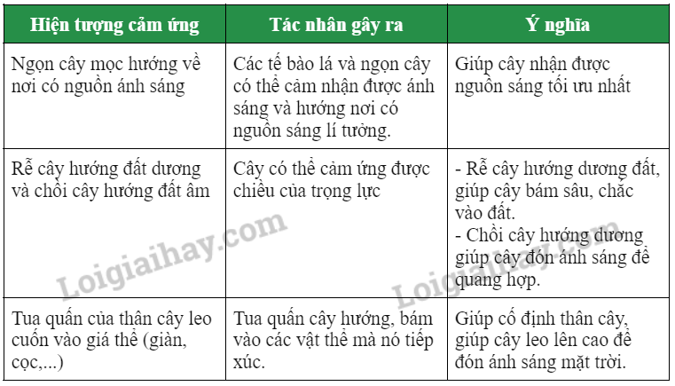 Khoa học tự nhiên 7 Bài 32: Cảm ứng ở sinh vật | KHTN 7 Chân trời sáng tạo (ảnh 4)