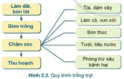 Lý thuyết Công Nghệ 7 Bài 2: Quy trình trồng trọt - Cánh diều (ảnh 1)