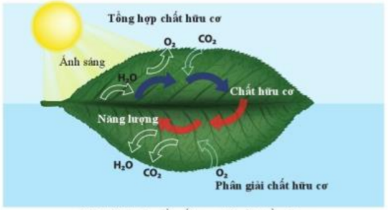 Khoa học tự nhiên 7 Bài 21: Hô hấp tế bào | KHTN 7 Cánh diều (ảnh 7)