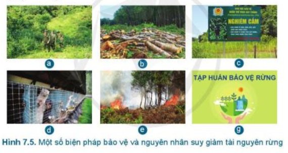 Lý thuyết Công Nghệ 7 Bài 7: Bảo vệ rừng - Cánh diều (ảnh 1)