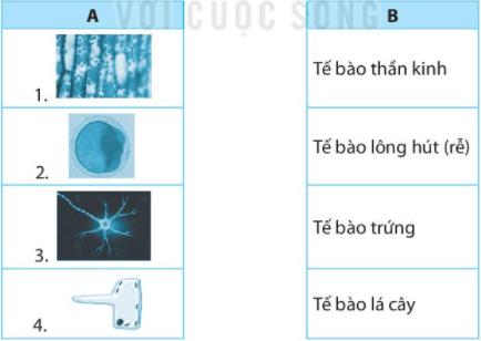 Bài 18. Tế bào – đơn vị cơ bản của sự sống