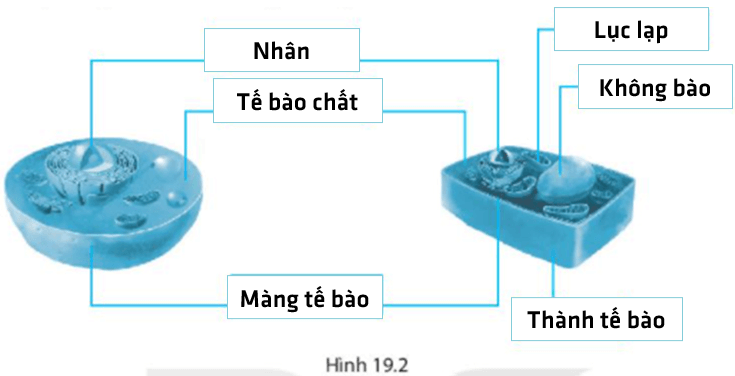 Bài 19. Cấu tạo và chức năng các thành phần của tế bào