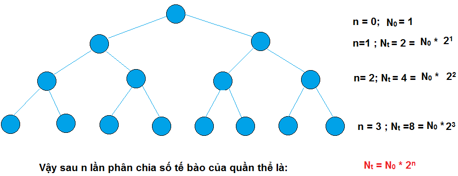 Bài 20. Sự lớn lên và sinh sản của tế bào