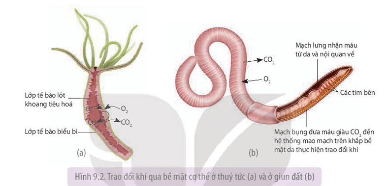 Quan sát Hình 9.2 cho biết thủy tức và giun đất trao đổi khí với môi trường sống như thế nào
