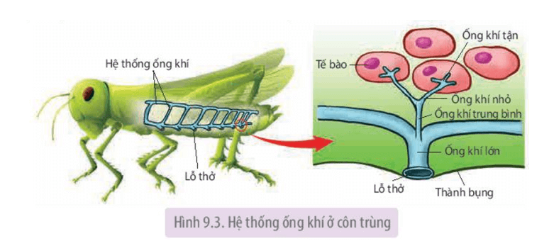 Quan sát Hình 9.3 và giải thích tại sao sự phân nhánh của ống khí có thể giúp côn trùng trao đổi khí rất hiệu quả