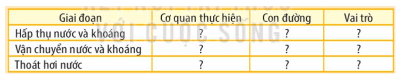 Trình bày quá trình trao đổi nước và khoáng ở nhóm thực vật trên cạn 