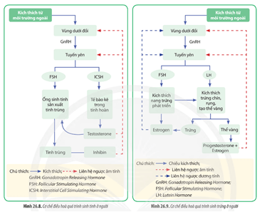 Quan sát Hình 26.8 và 26.9 phân tích quá trình điều hòa sinh tinh và điều hòa sinh trứng ở người