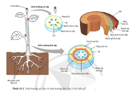 Quan sát hình 16.3, xác định vị trí diễn ra sinh trưởng sơ cấp và sinh trưởng thứ cấp ở cây thân gỗ