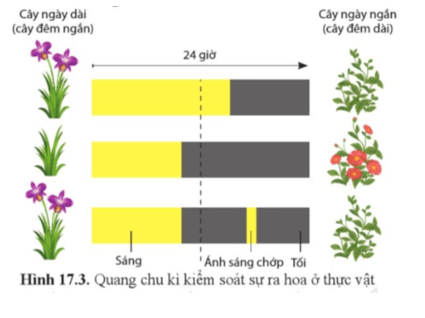 Quan sát hình 17.3, cho biết quang chu kì là gì?