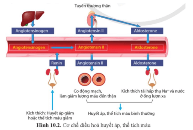 Quan sát hình 10.2, nêu vai trò của thận trong điều hòa thể tích máu, huyết áp máu