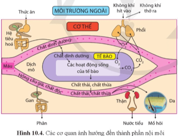 Quan sát hình 10.4 và cho biết những cơ quan nào có ảnh hưởng đến thành phần nội môi