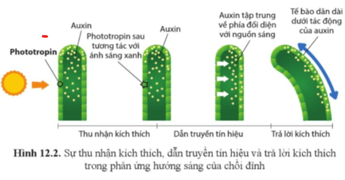 Quan sát hình 12.2, nêu cơ chế phản ứng hướng sáng ở thực vật