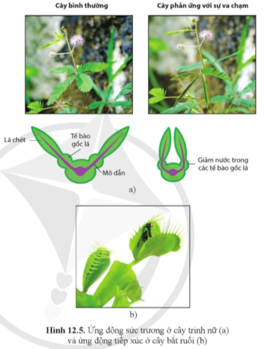 Quan sát hình 12.5, nêu hình thức cảm ứng ở cây trinh nữ và cây bắt ruồi