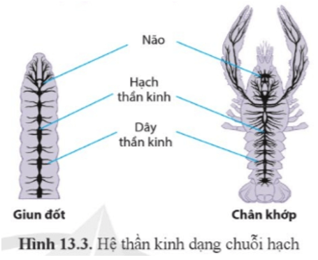 Quan sát hình 13.3 và nêu đặc điểm cấu tạo của hệ thần kinh dạng chuỗi hạch