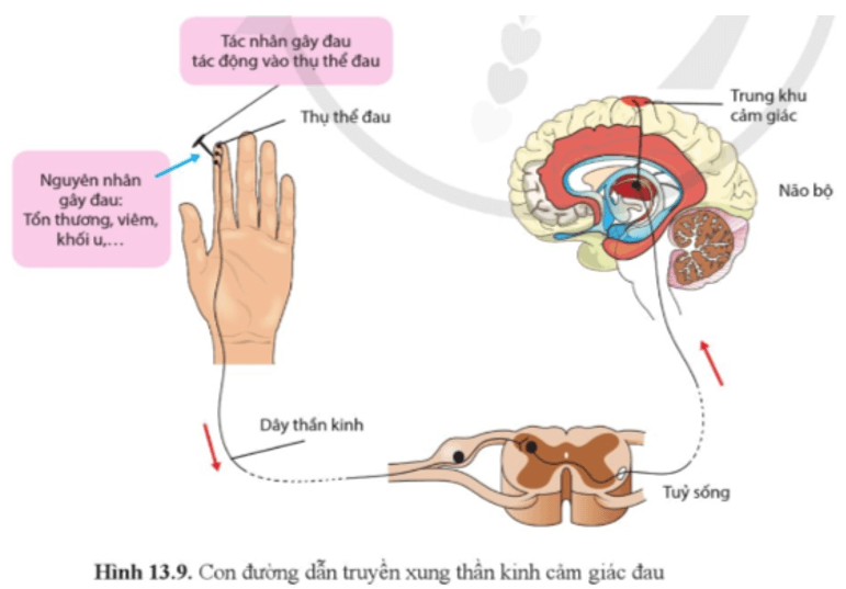 Quan sát hình 13.9 và cho biết cơ chế của cảm giác đau