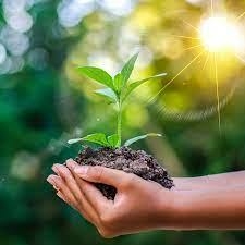Giáo án Lời của cây (Chân trời sáng tạo) 2023| Ngữ văn 7 (ảnh 1)