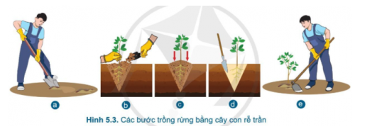 Công nghệ 7 Bài 5: Trồng cây rừng | Cánh diều (ảnh 13)