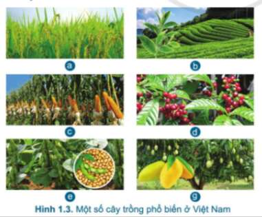 Công nghệ 7 Bài 1: Giới thiệu chung về trồng trọt | Cánh diều (ảnh 3)