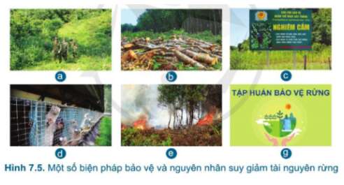 Công nghệ 7 Bài 7: Bảo vệ rừng | Cánh diều (ảnh 5)