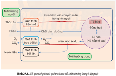 Quan sát Hình 27.3 hãy cho biết nếu hệ mạch bị hư hỏng thì các quá trình khác bị ảnh hưởng như thế nào