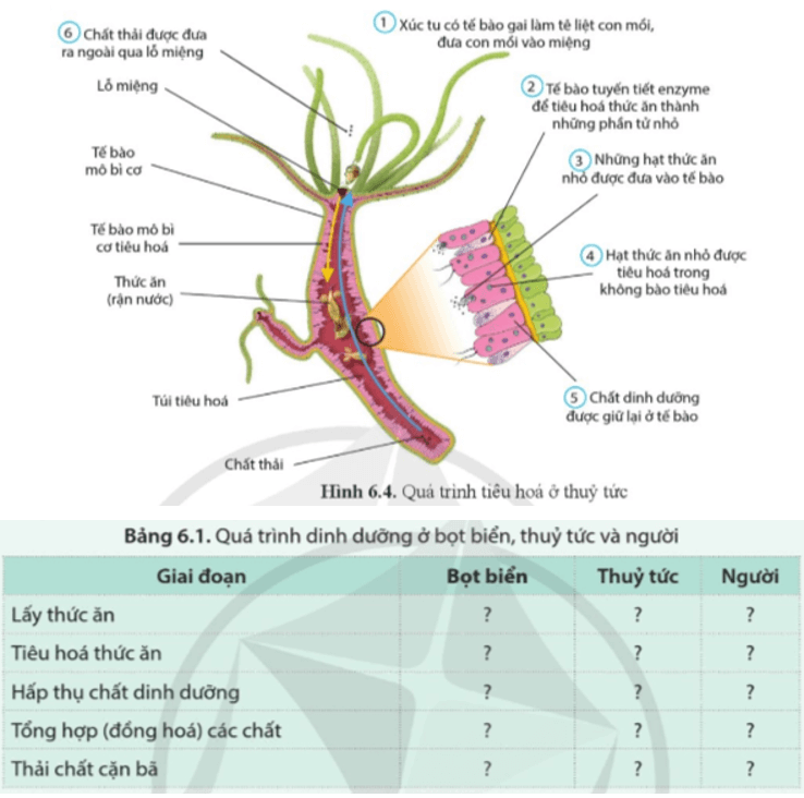 Quan sát hình 6.2, hình 6.3, hình 6.4 và mô tả đặc điểm từng giai đoạn của quá trình dinh dưỡng