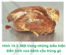  Hình 14.3 thể hiện những biểu hiện đặc trưng nào của bệnh cầu trùng gà?