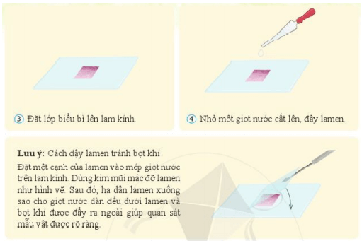 Lý thuyết Khoa học tự nhiên 6 Bài 12: Tế bào – Đơn vị cơ sở của sự sống | Cánh diều