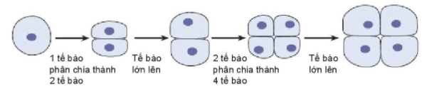 Sự lớn lên và sinh sản của tế bào | Kết nối tri thức