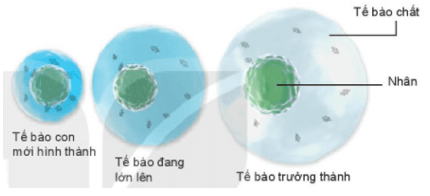 Sự lớn lên và sinh sản của tế bào | Kết nối tri thức