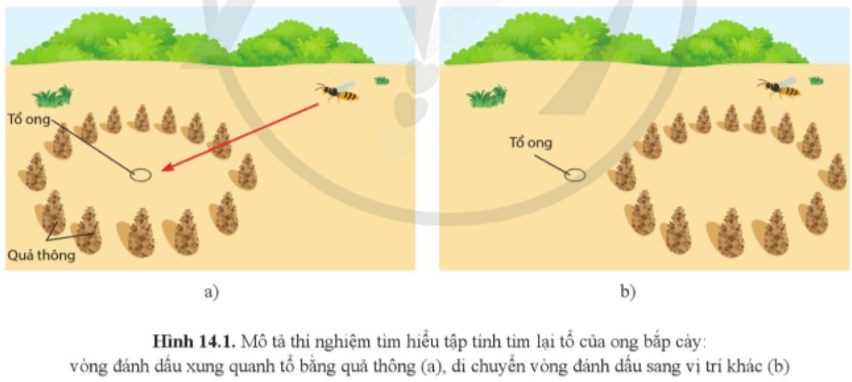 Ong bắp cày cái (Philanthus triangulum) có tập tính đi kiếm ăn xa tổ và tìm lại đúng tổ của nó giữa rất nhiều các tổ khác khi trở về