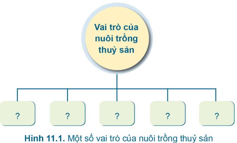 Công nghệ 7 Bài 11: Giới thiệu chung về nuôi trồng thủy sản | Cánh diều (ảnh 4)