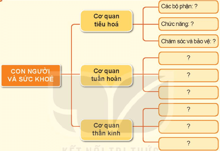 Tự nhiên xã hội lớp 3 Bài 25 trang 100 Thực hành - Kết nối tri thức