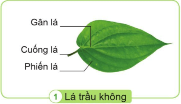 Tự nhiên xã hội lớp 3 Bài 13 trang 57 Thực hành - Kết nối tri thức