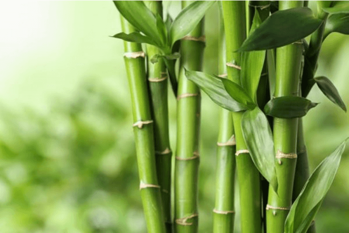Cảm nghĩ của em về hình ảnh cây tre trong bài Cây tre Việt Nam (18 mẫu)
